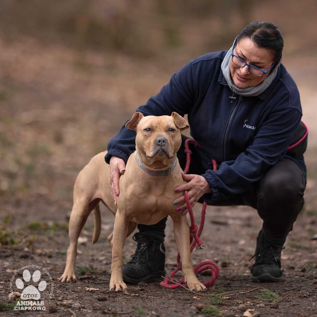 Czikita szuka doświadczonego domu! OTOZ Animals Schronisko Ciapkowo