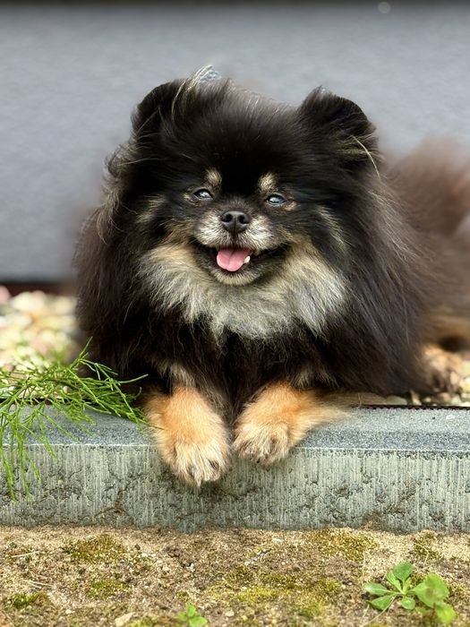 Śliczny miś! Szpic miniaturowy z Rodowodem