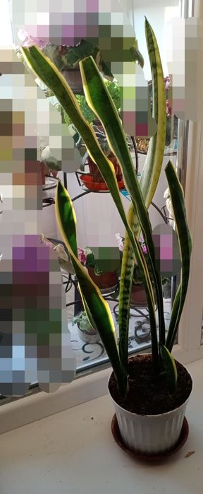 Цветок - Сансевиерия