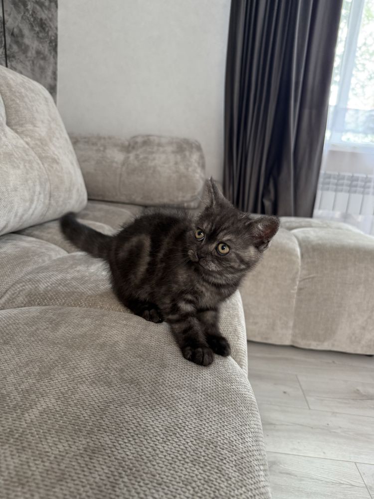 Котик  , кіт , кошеня