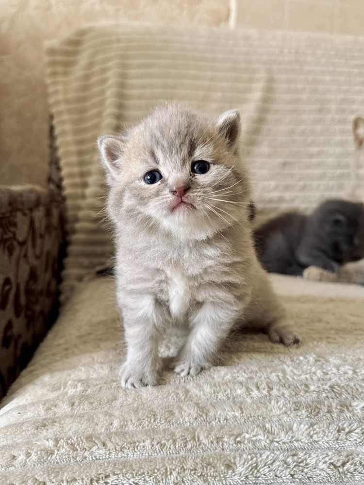 Кошенята шотландської прямовухої кішки