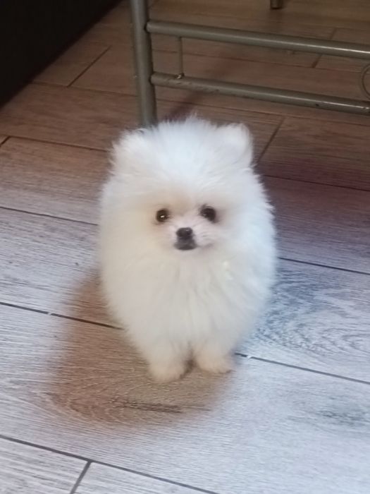 Pomeranian suczka mini mini