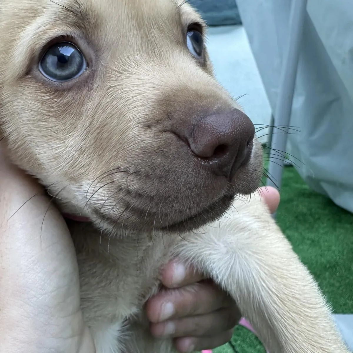 Cachorrinhas com 2 meses para adoção responsável