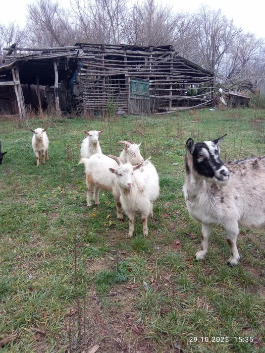 Срочно продам коз недорого