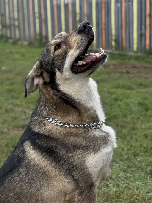 Велика собака з притулку