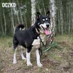W typie karelczyka, oczko do adopcji.