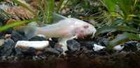 Kirysek albinos - rybka strefy przydennej