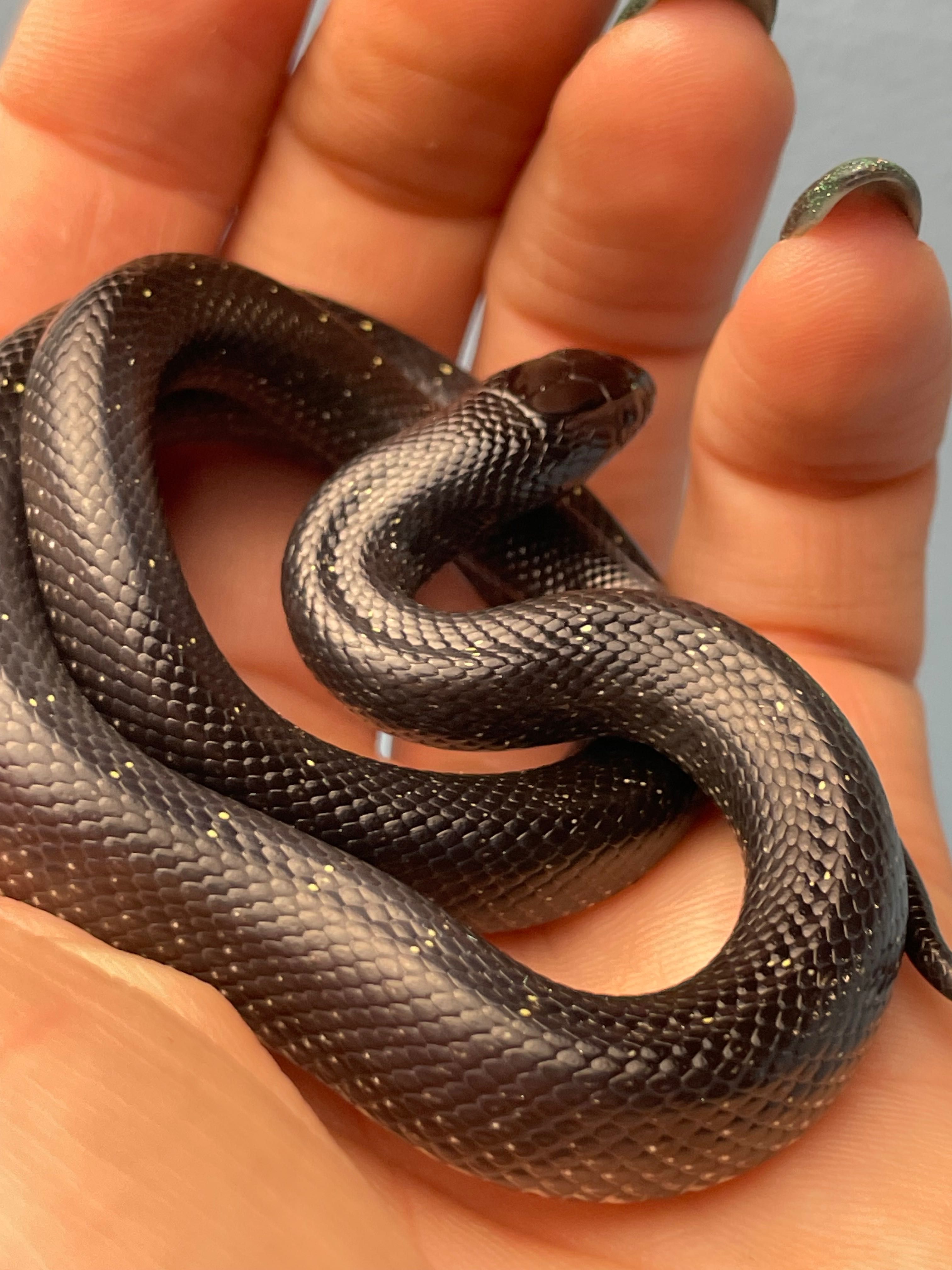 lampropeltis getula nigrita, чорна королівська  змія