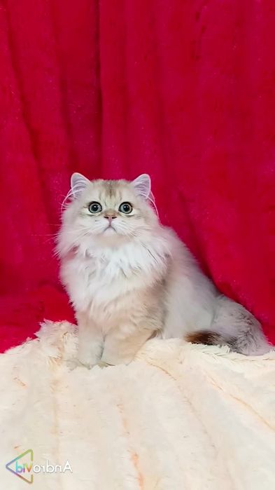 МЕГА ласковый котик золотая шиншилла Хайленд