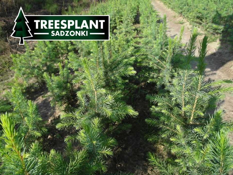 OPOLE Sadzonki Świerk Serbski Omorica 2/1 / jodła kaukaska srebrny