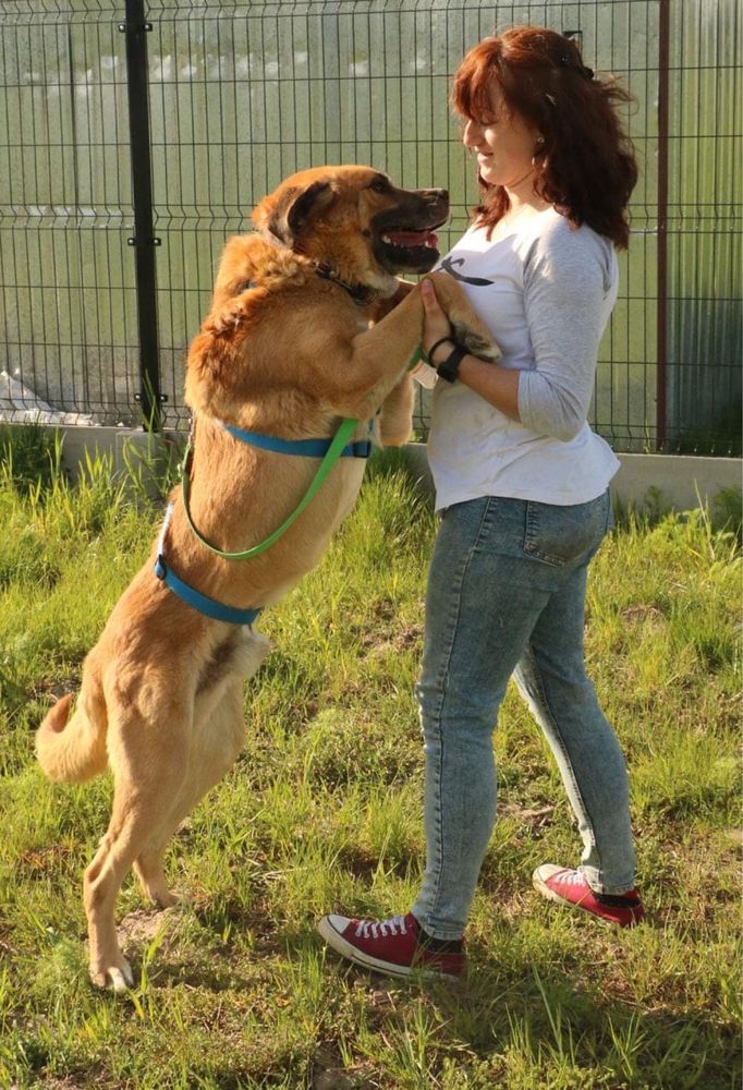 Kochany duży Bubu szuka domu