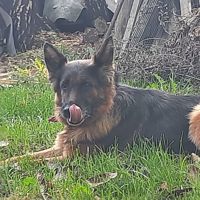 Owczarek niemiecki suczka