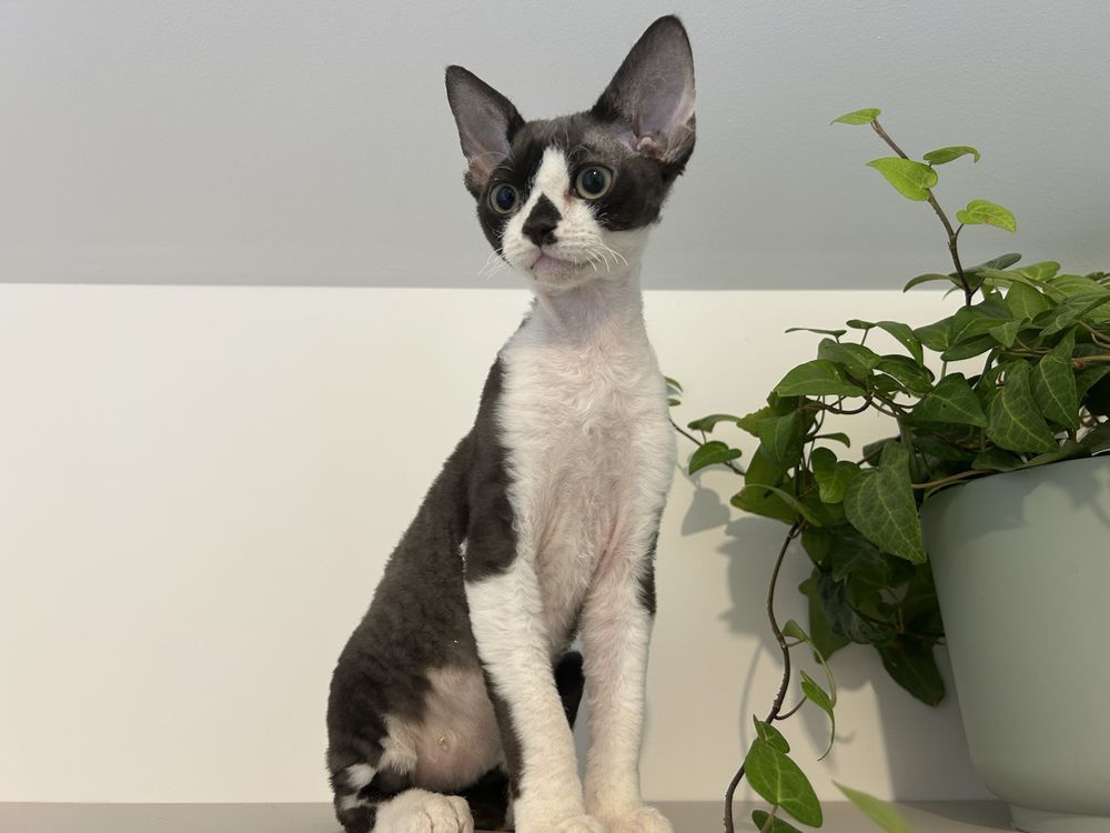 Devon rex, piękny kocur FPL,FIFE