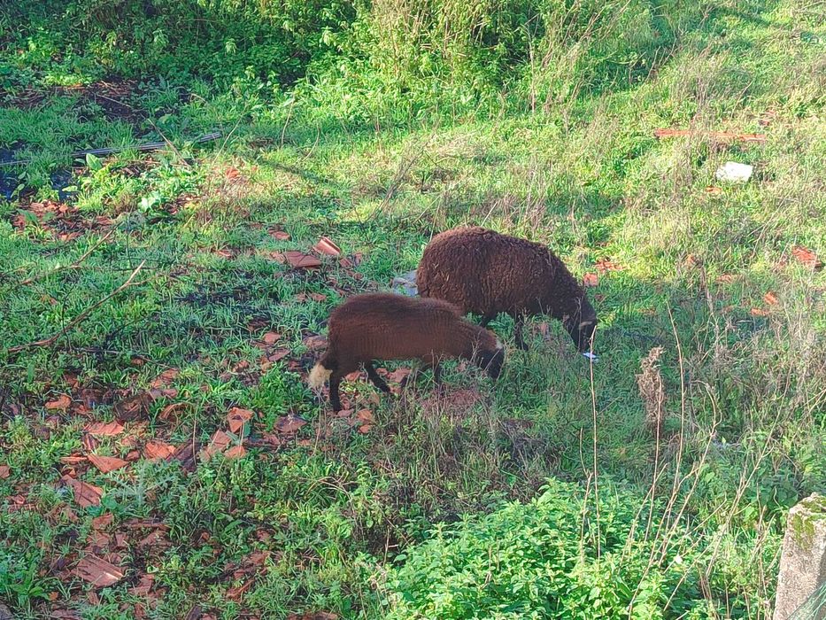 Borregos pai e filho