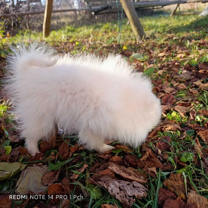 Szpic miniaturowy.Tylko dla Ciebie . Wyjątkowy pomeranian.