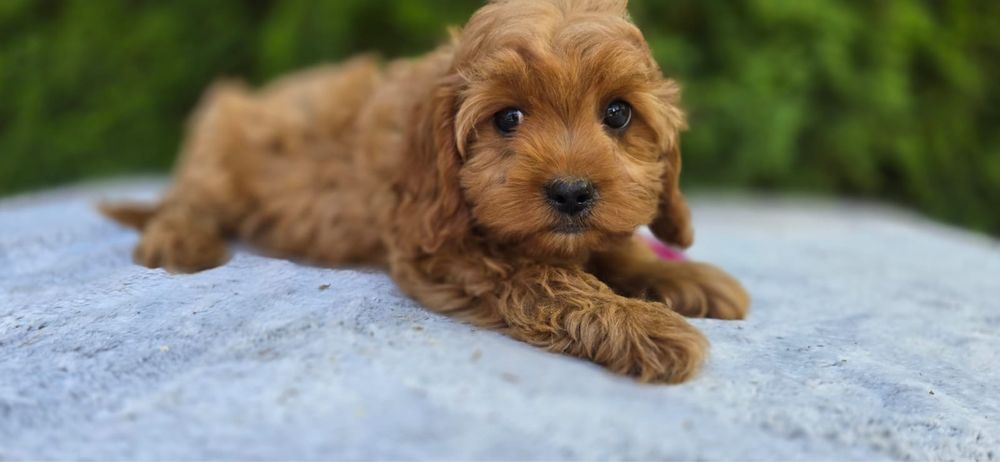 XXS Cavapoo MINI badania pudel cavalier bardzo inteligentny