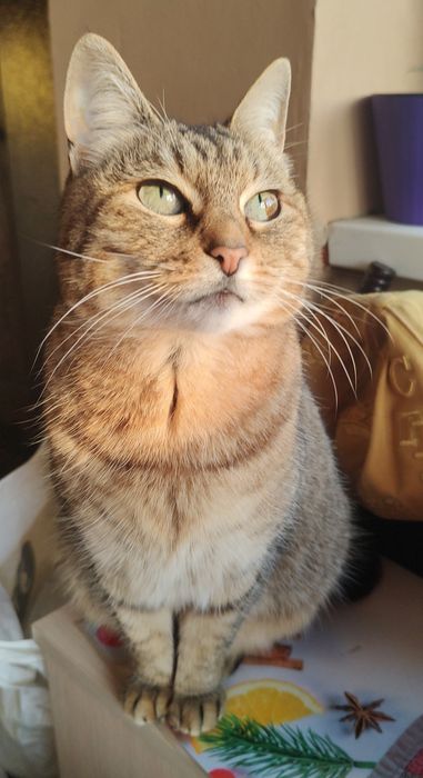 Чудова бувшедомашня киця шукає родину.