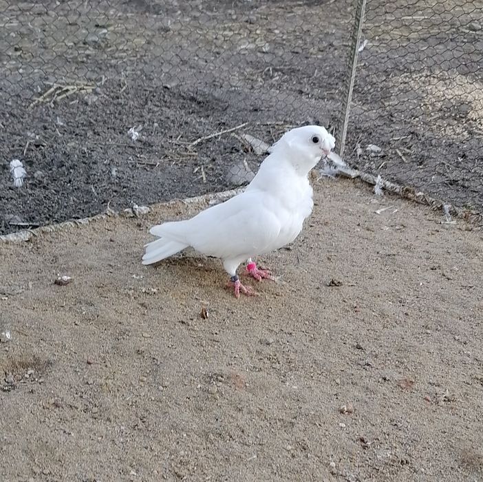 Gołębie newki, mewki kowieńskie!!!