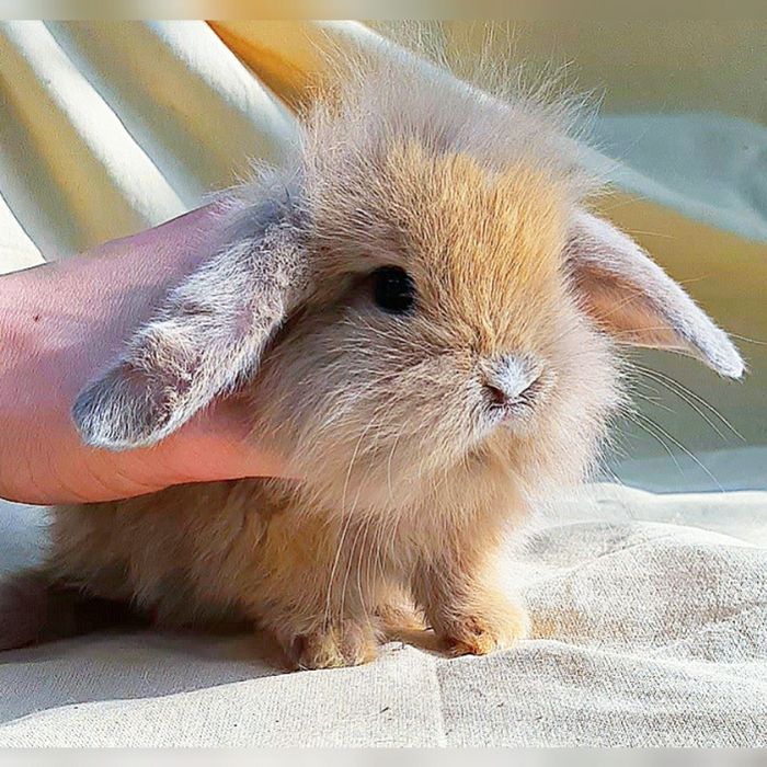 Карликовые миниатюрные декорат.торчеухие и вислоухие кролики и клетки