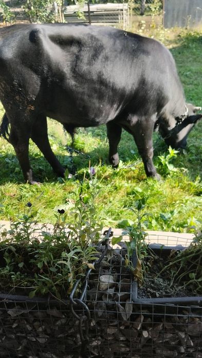 Продам бика 1.4р