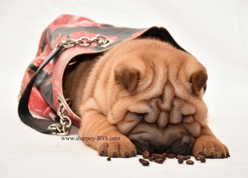 Клубные мальчик и девочка, шарпей, shar pei