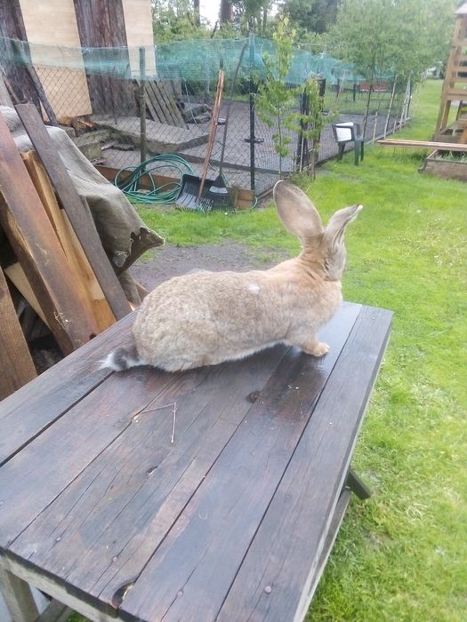 Królik samica Belg olbrzym