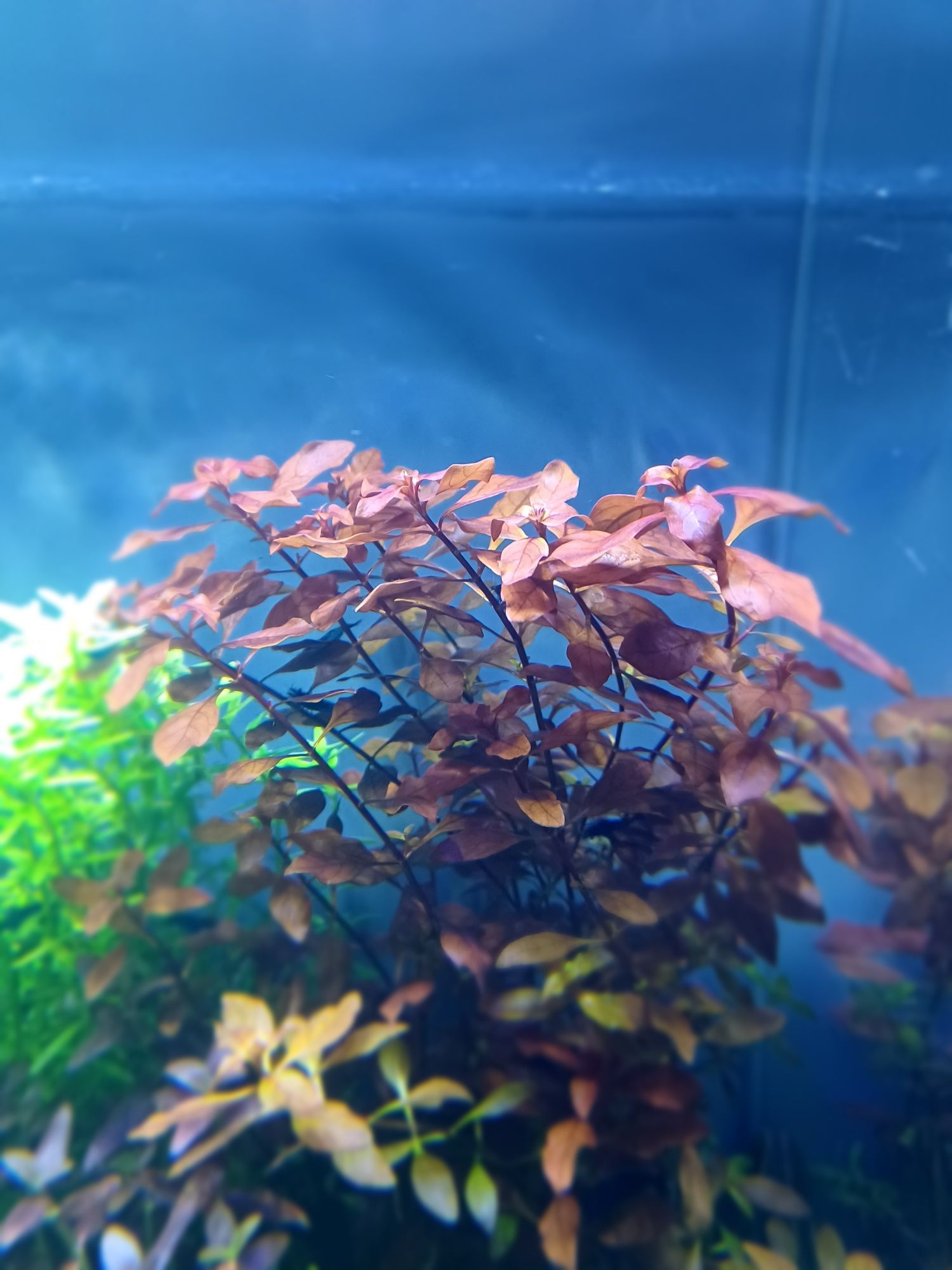 Ludwigia super mini red roślina akwariowa