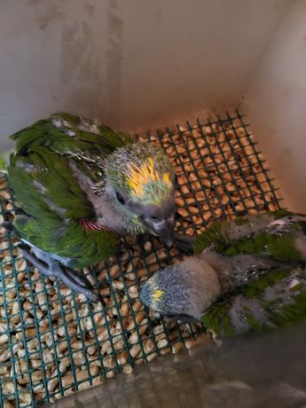Papagaios bebes mansinhos