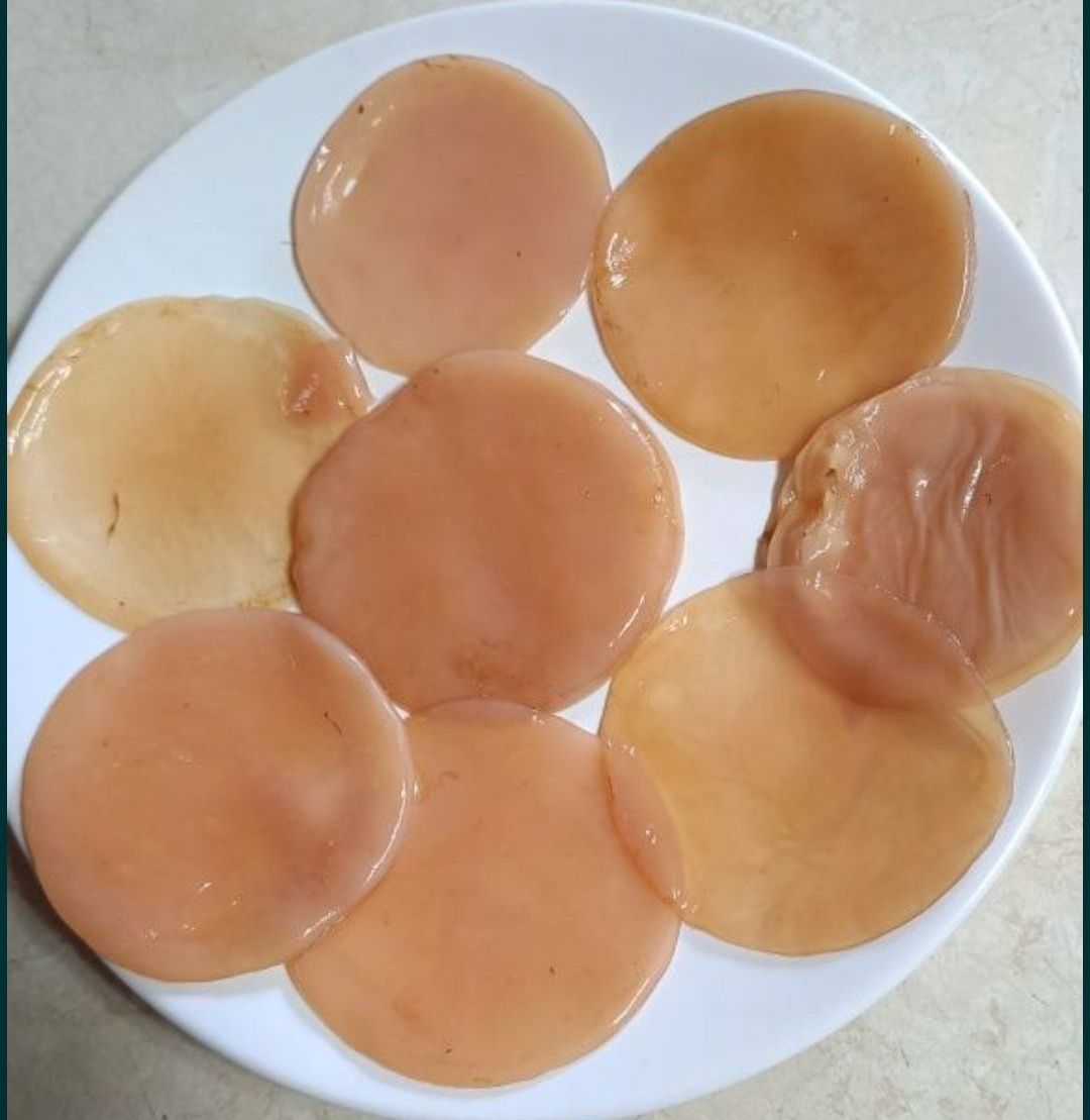 Kombucha starter + grzybek 3szt