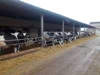 Krowy Pierwiastki 100% HF nie jałówki
