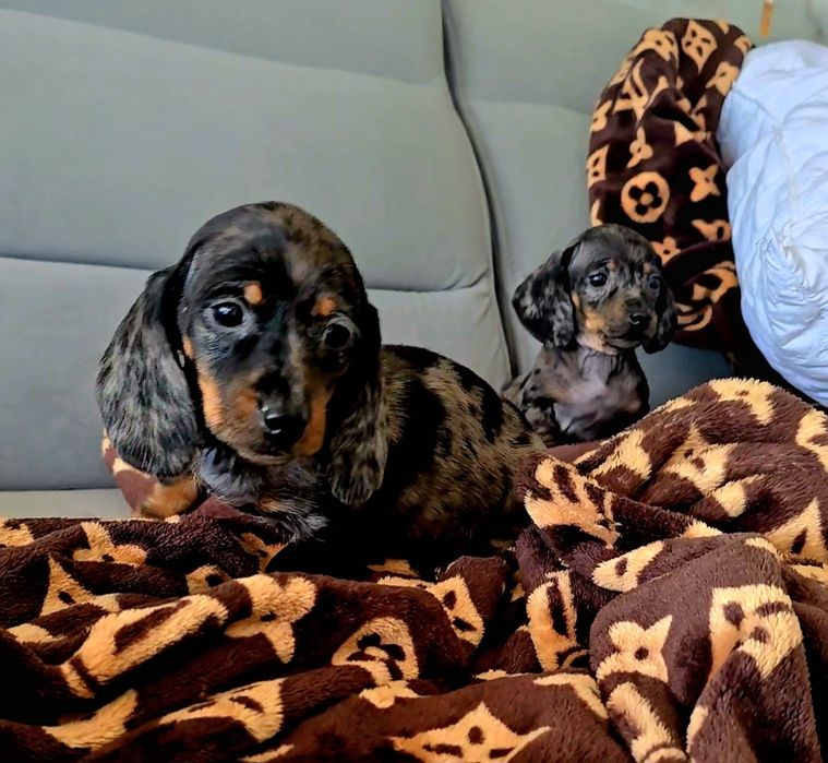 Jamnik miniatura śliczny merle zapraszam