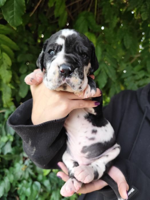 Dog niemiecki piesek arlekin ZKWP FCI