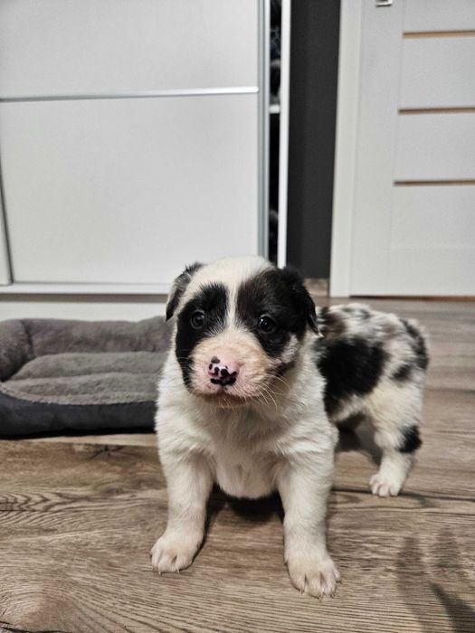 Pies Border Collie