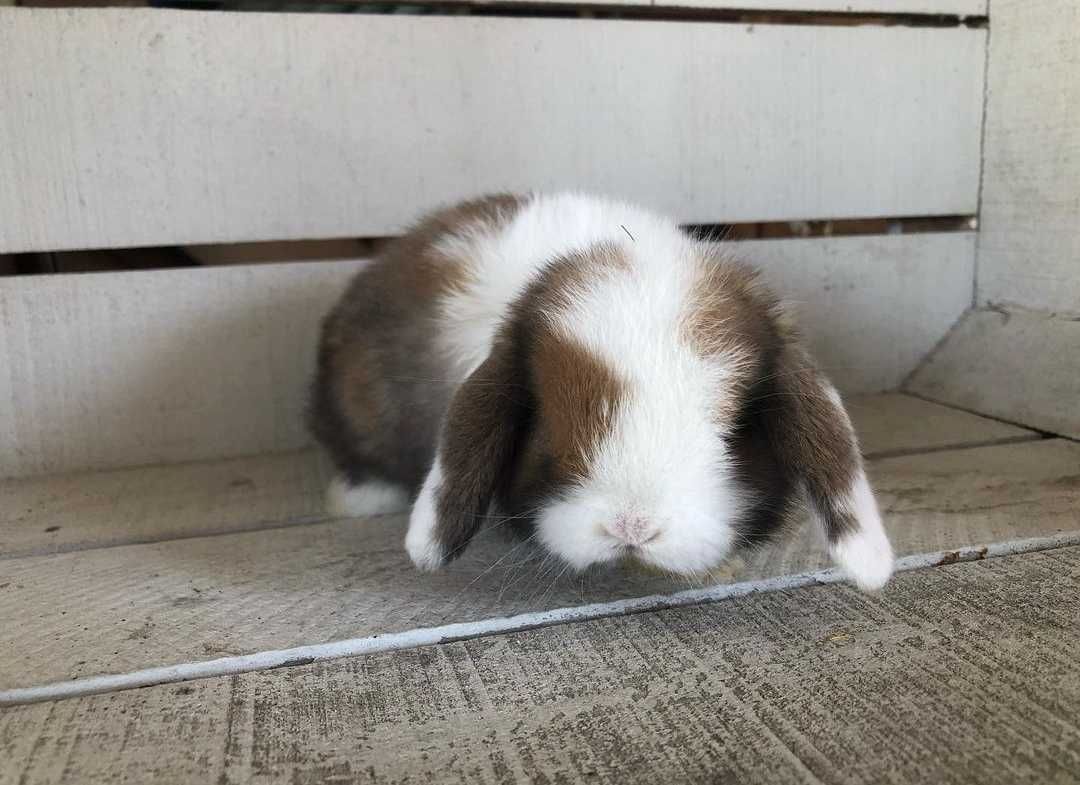 KIT Coelhos anões orelhudos, mini lop super inteligentes e dóceis