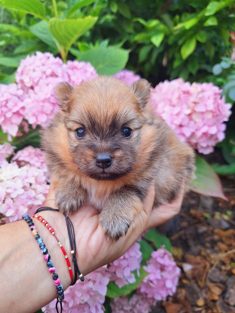Pomeranian szpic miniaturowy suczka Megi