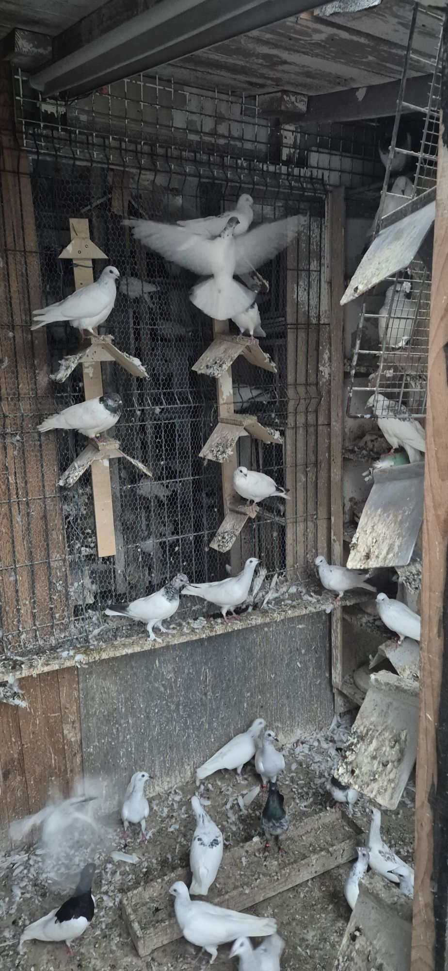 Sprzedam lot gołębi budapesztów
