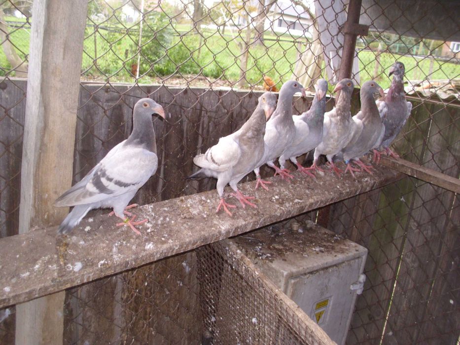 Gołębie rzeszowskie