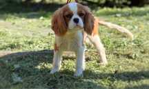 Cavalier King Charles Spaniel chłopiec FCI