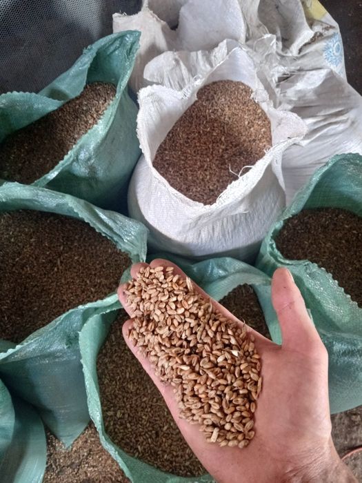 Продам пшеницю фураж