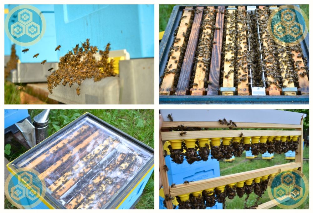 Пчеломатки / Бджоломатки