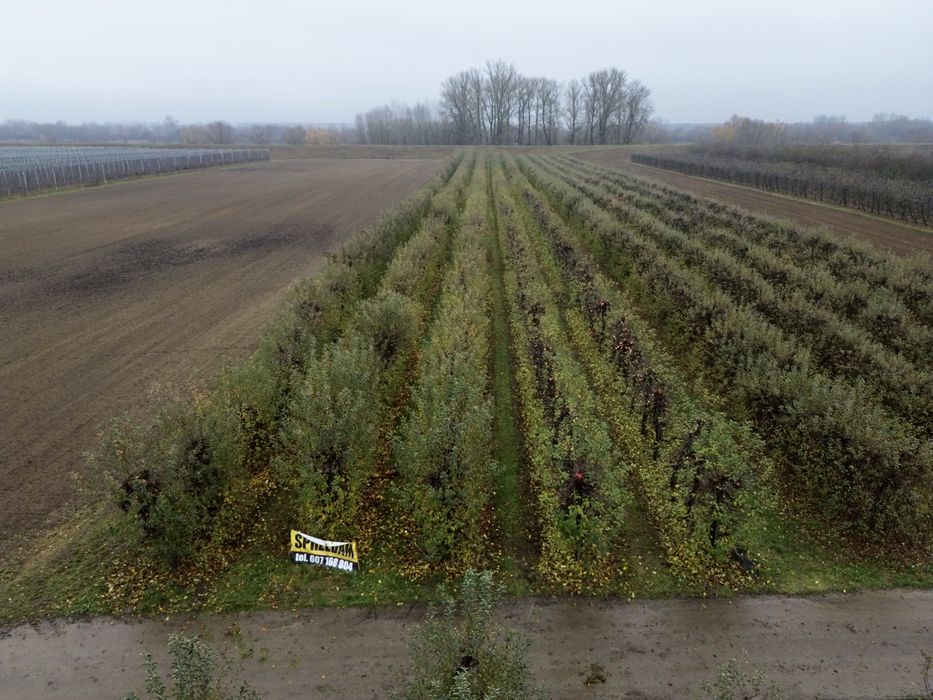 Sprzedam sad,  Ostrołęka