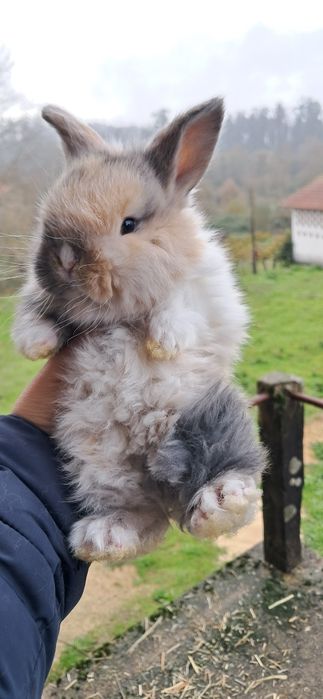 Coelho anão mini lop