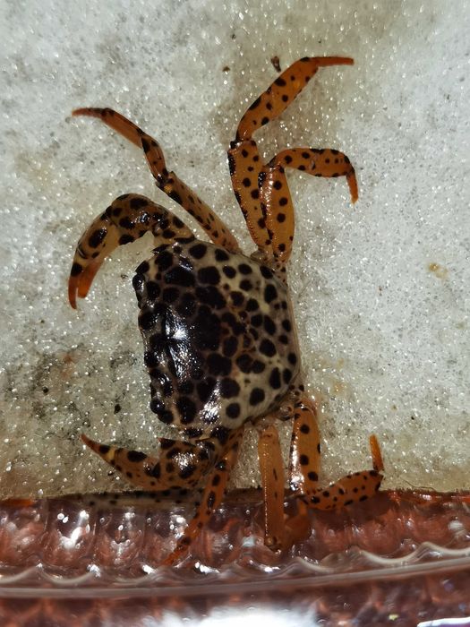 Krab Panthera - Sklep Piotrków Kujawski WYSYŁAMY