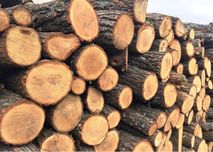 Дрова дубові колоті і чурки Безкоштовна доставка