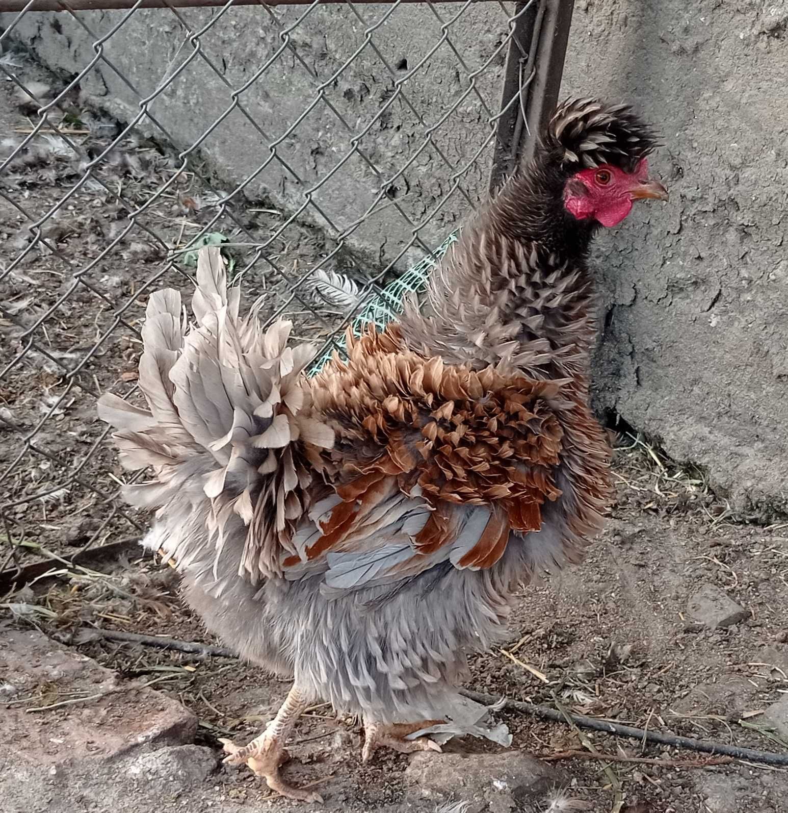 Jaja legowe goloszyjki, lokowane czubate, mix