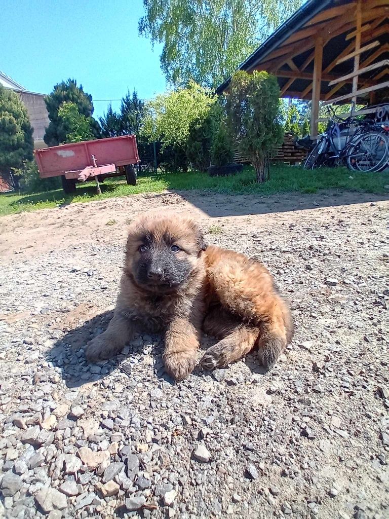 Oddam szczeniaki pieska i suczkę