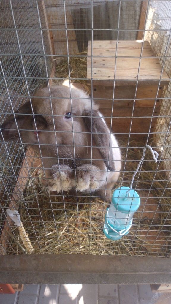 Królik  mini LOP