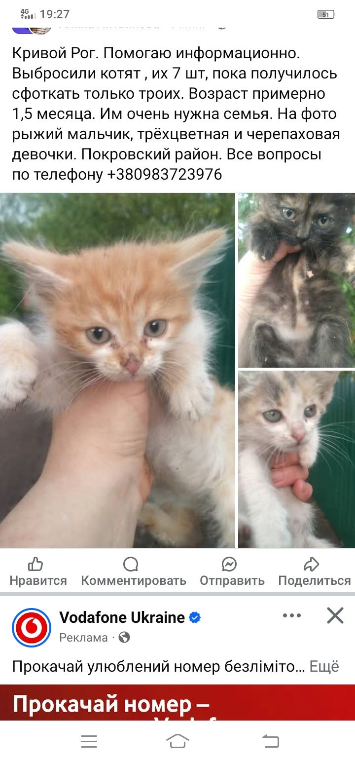 Котенок ищет семью. Кот. Котик даром. Котята бесплатно.