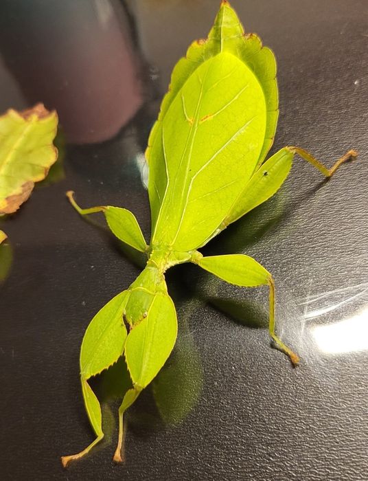 Jajka liśćca jesiennego