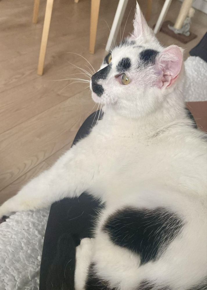 Gato para adoção responsável